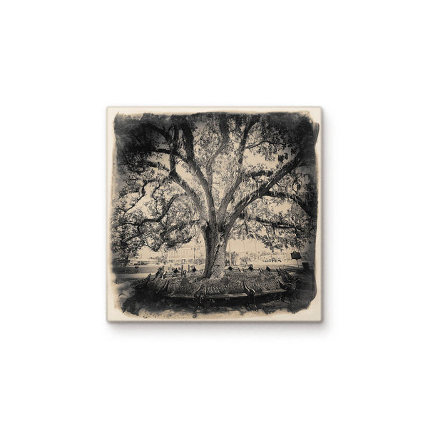 Arcadia Park Tree