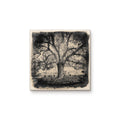 Arcadia Park Tree