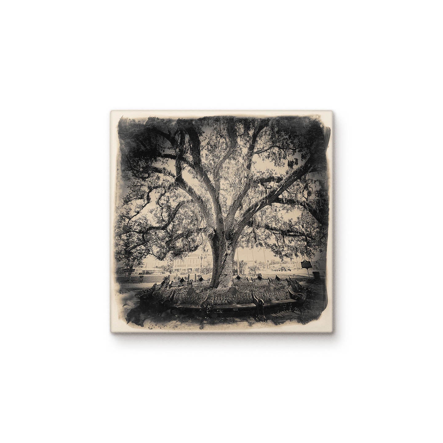 Arcadia Park Tree