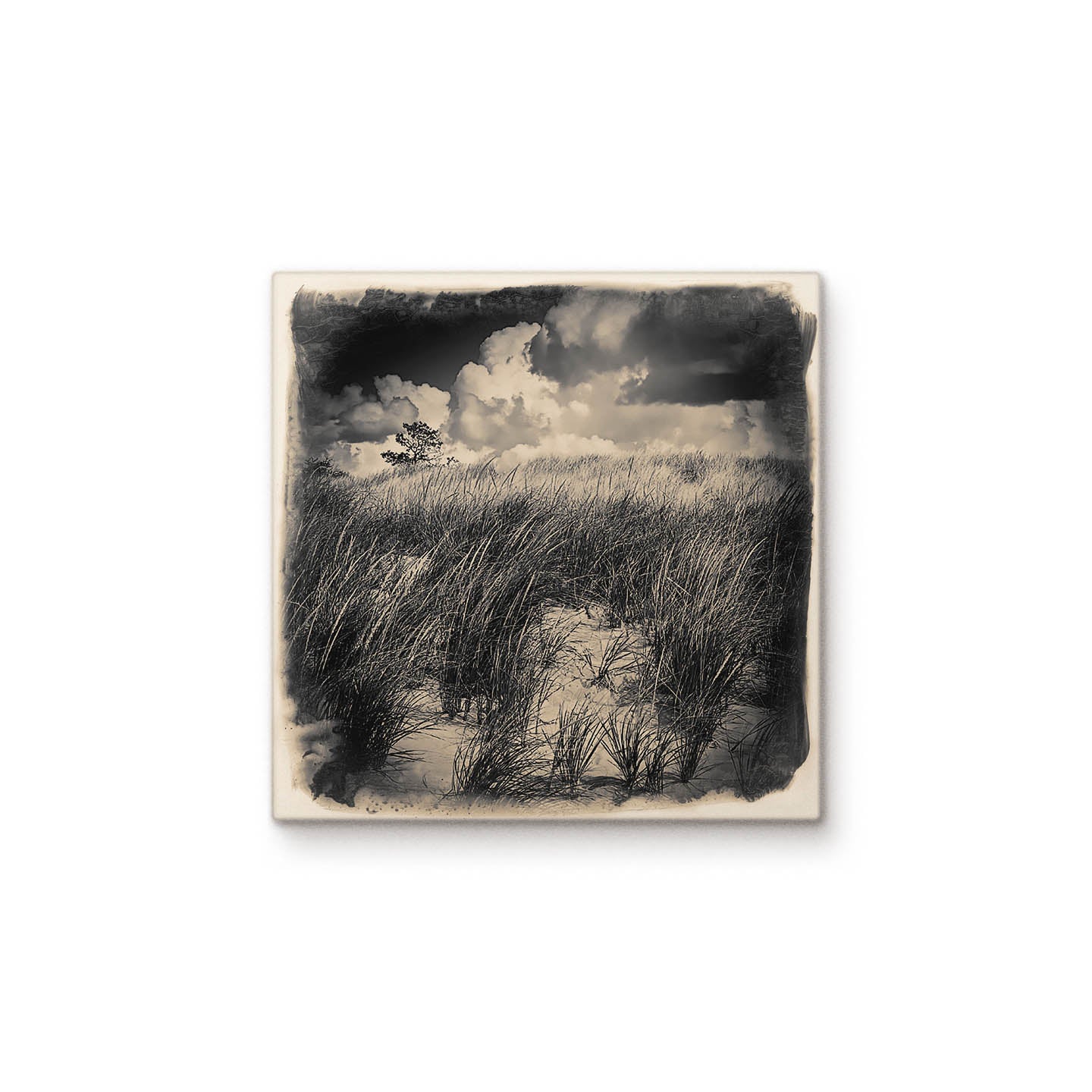 Dune Grass