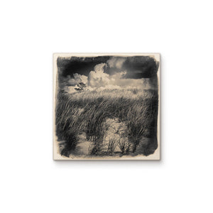 Dune Grass