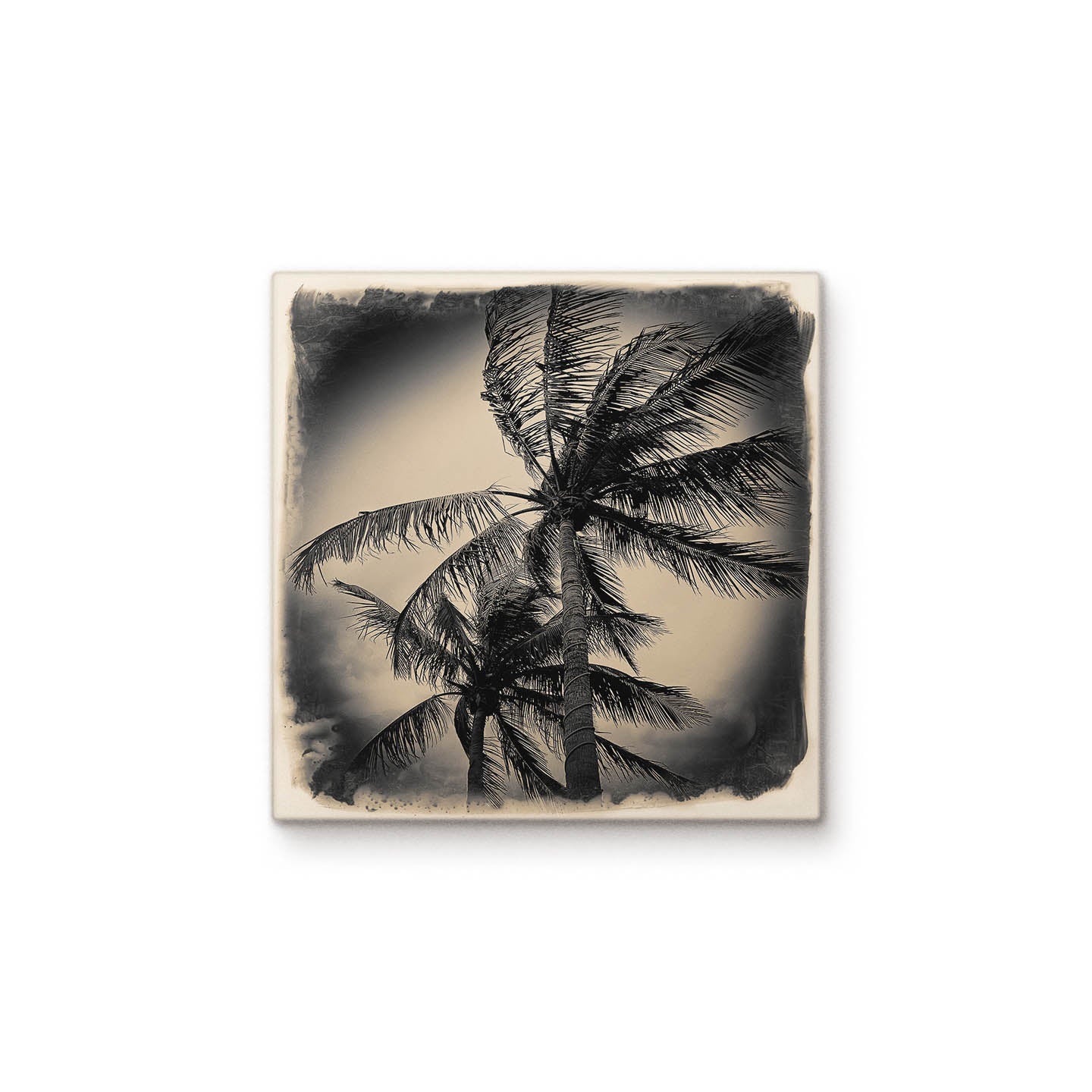 Palm Trees
