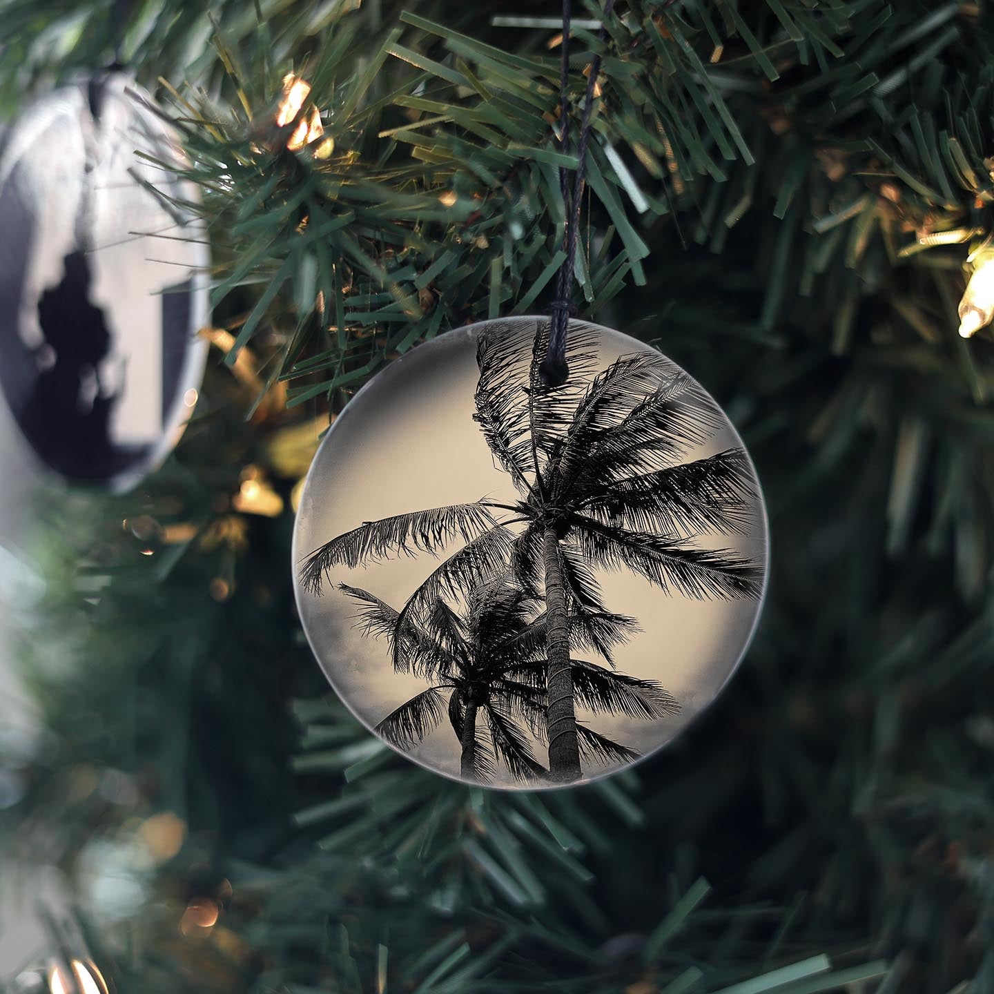Palm Trees
