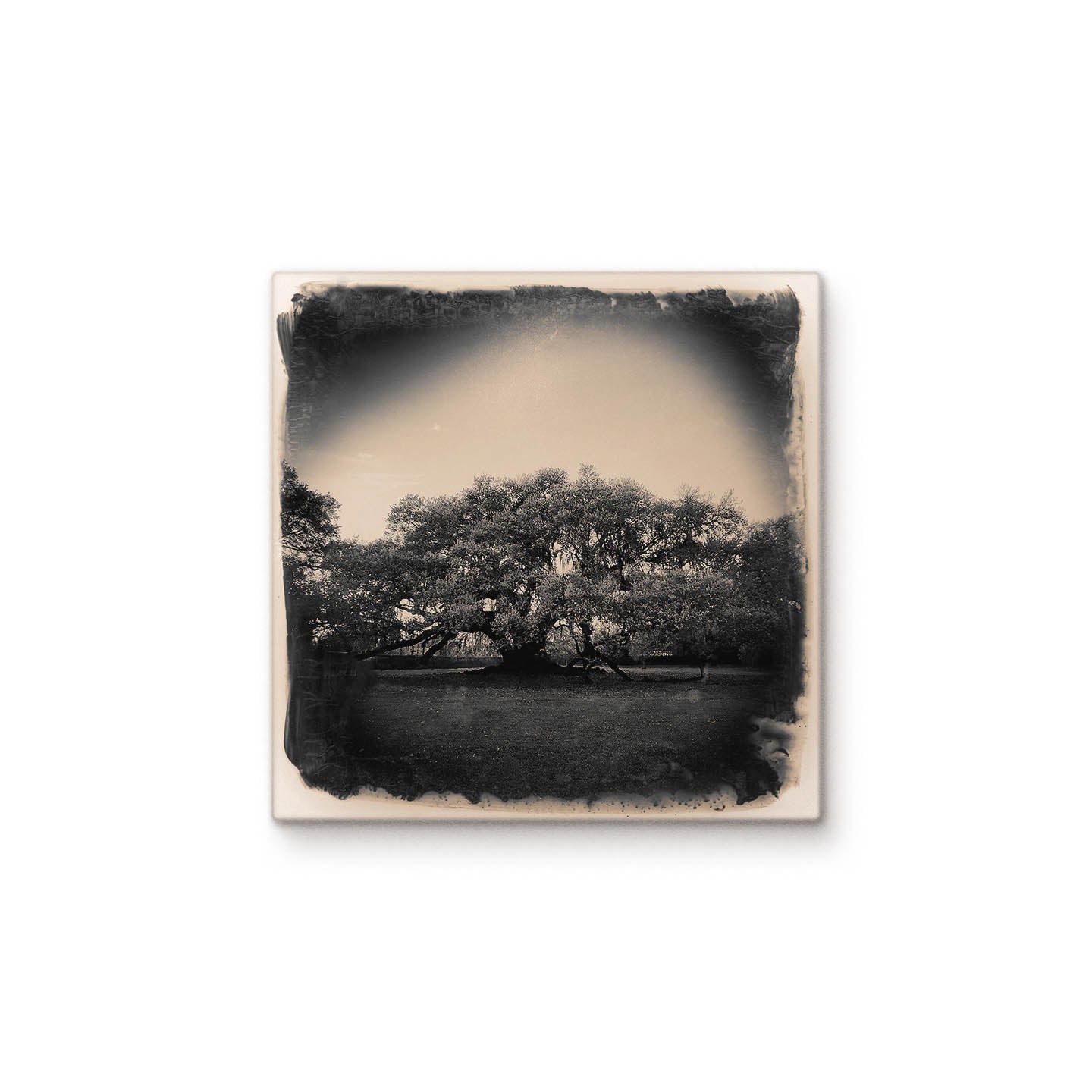 Tree of Life
