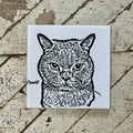 Pet Portraits