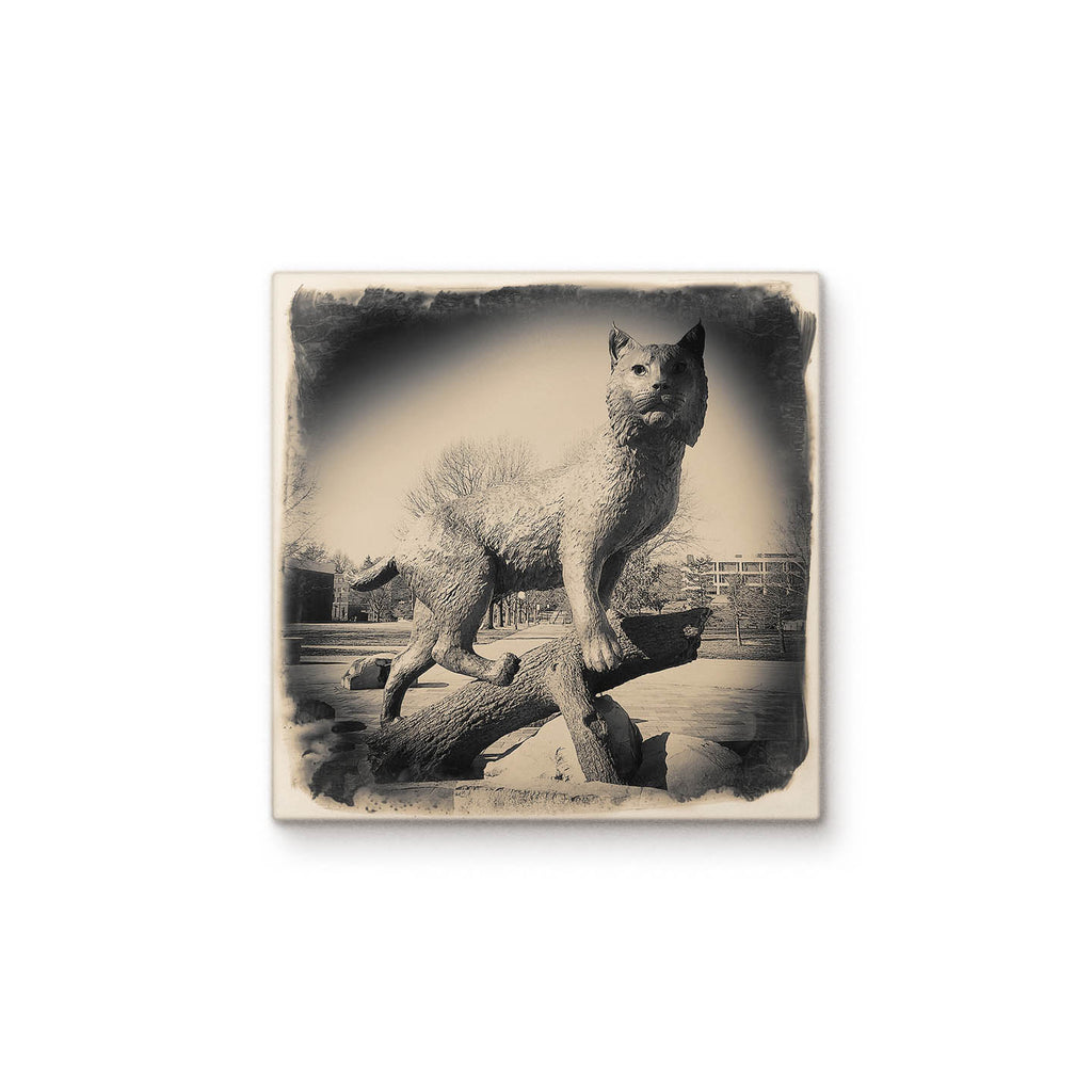 Wildcat