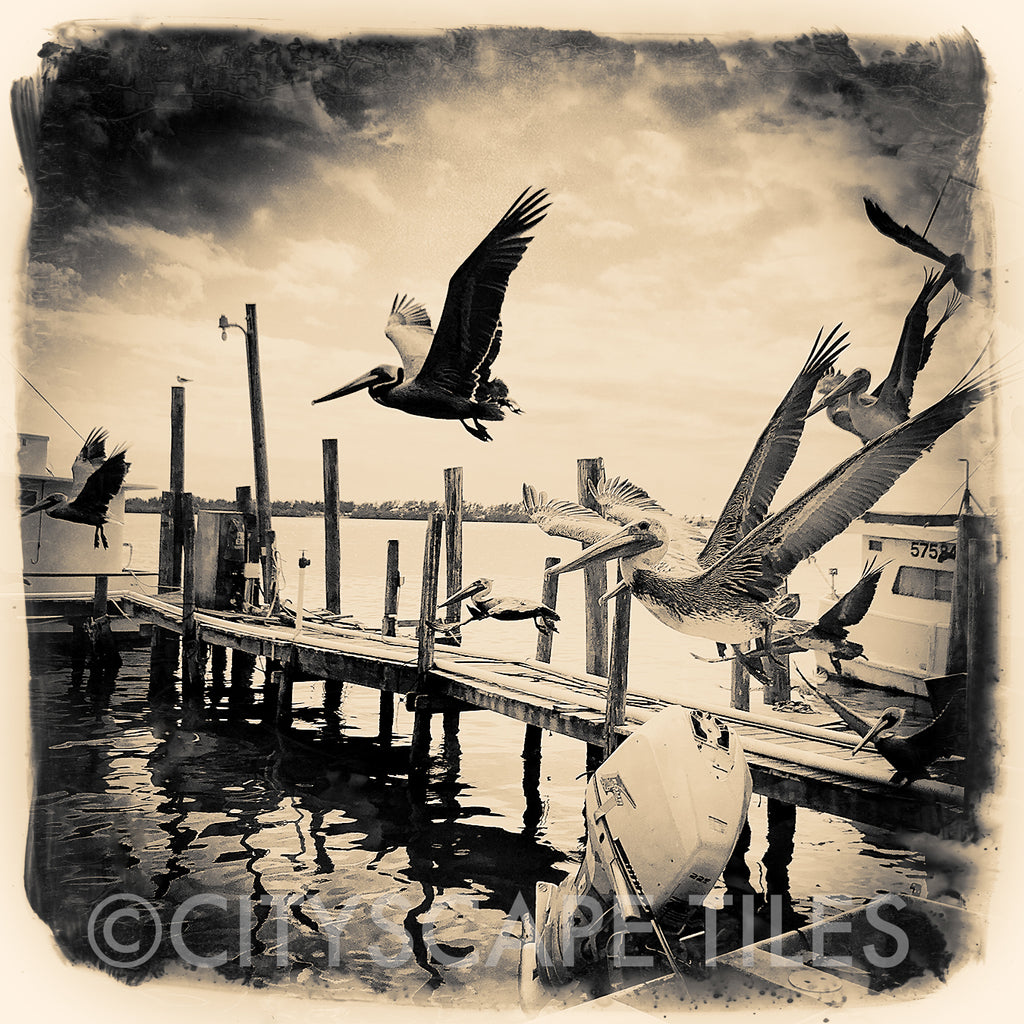 Pelicans