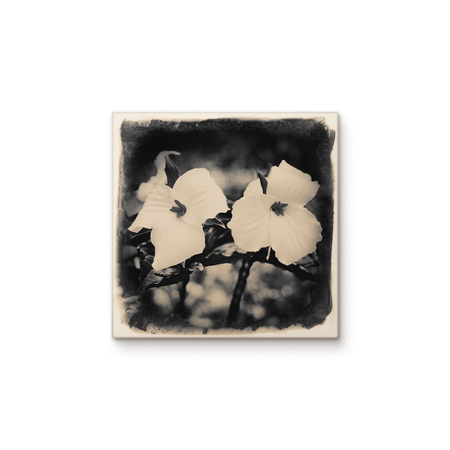 Trillium