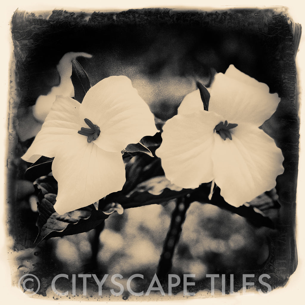 Trillium