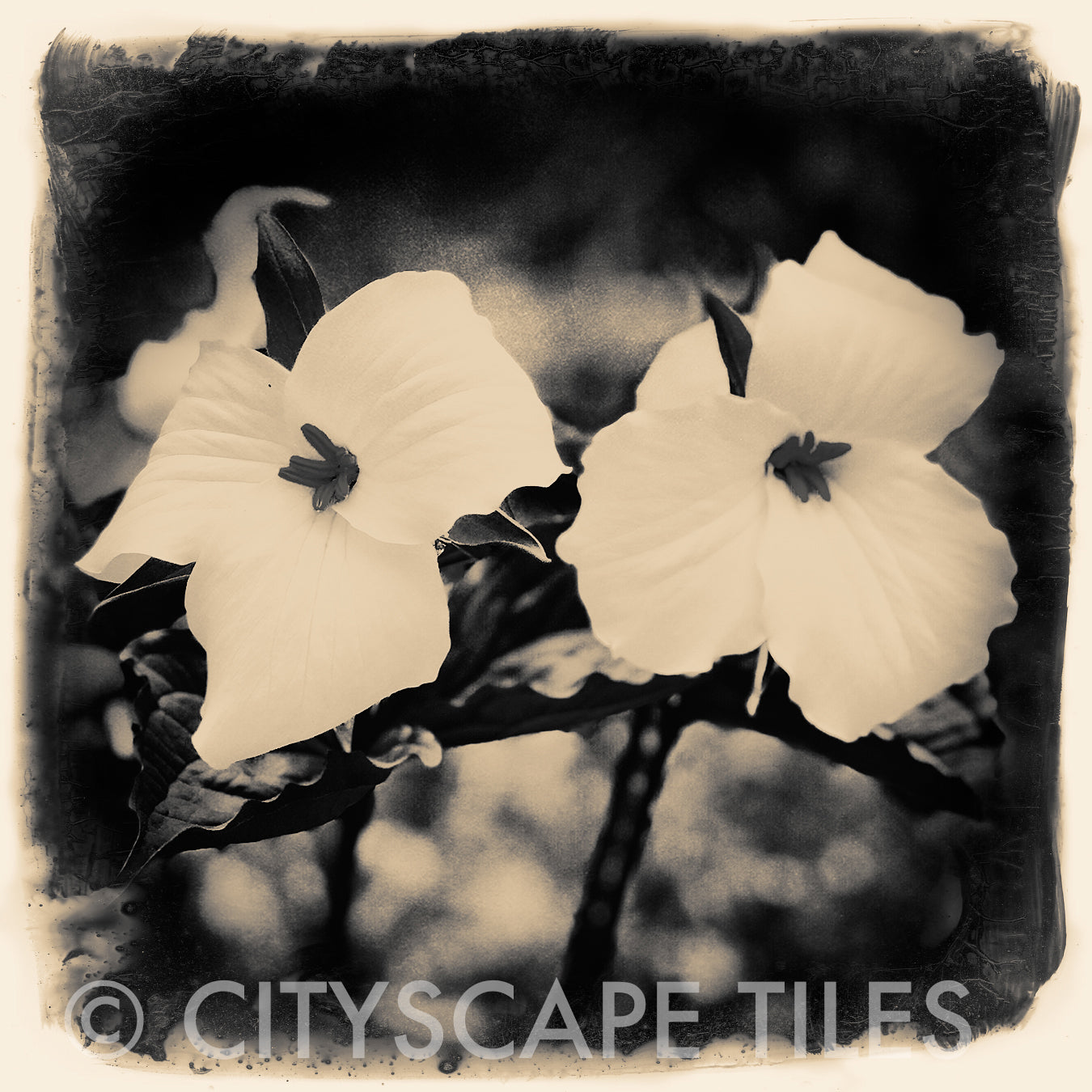 Trillium