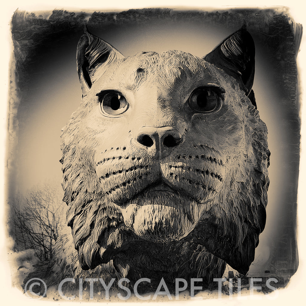 Wildcat Close Up